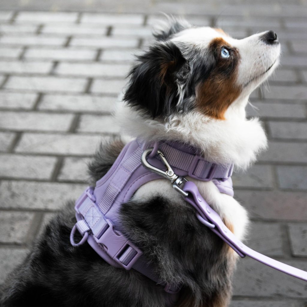 Walkies_Collection_1100x